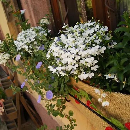 Du Thalala * Bernardvillé